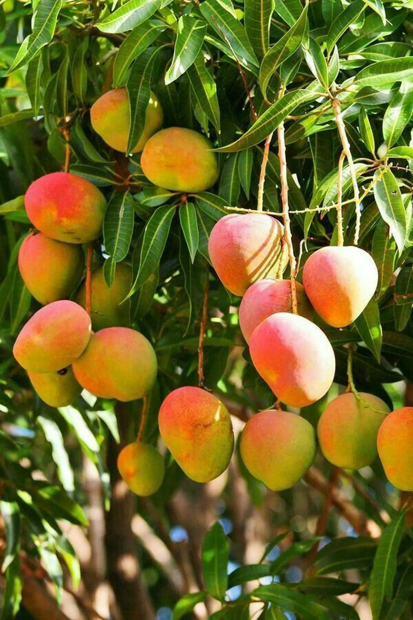 Mangos
